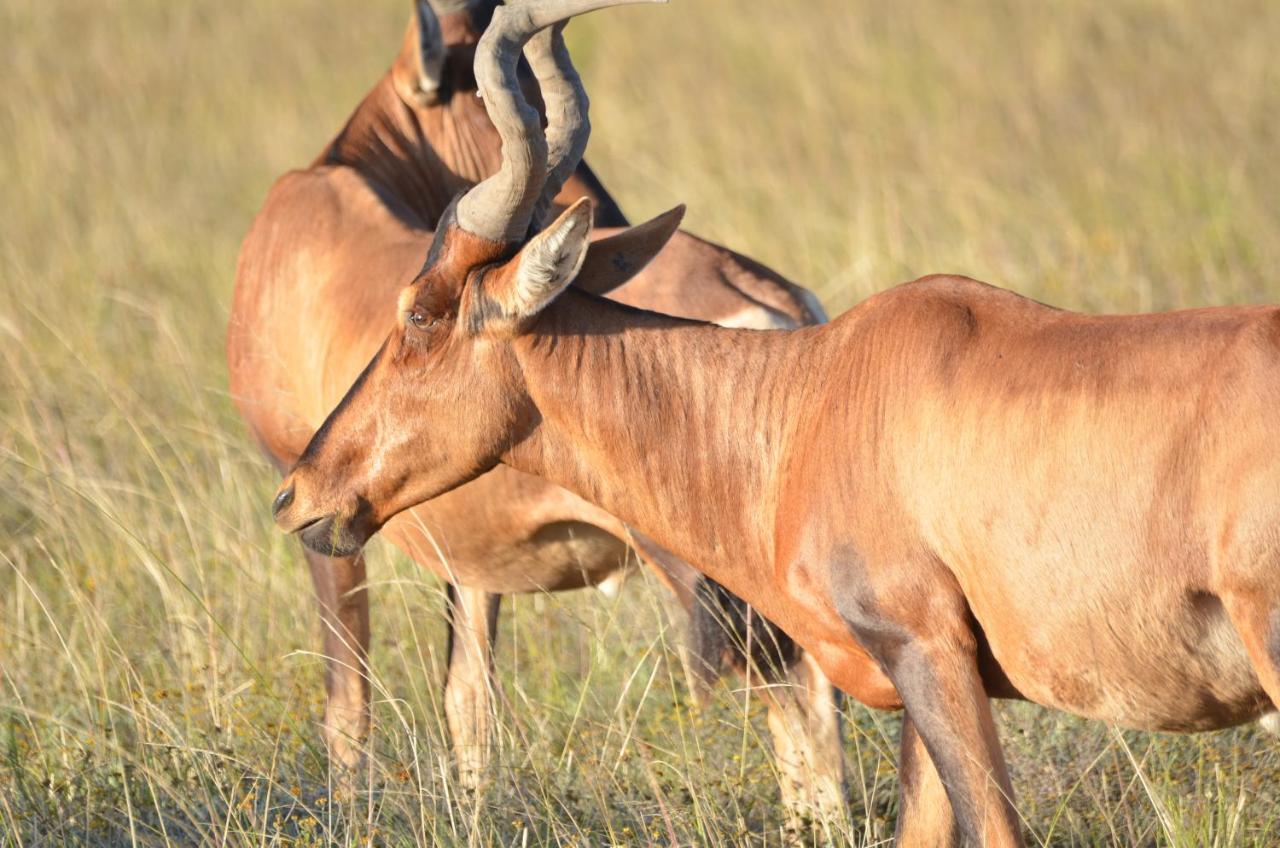 Lalibela Game Reserve Lentaba Safari Lodge Paterson Buitenkant foto